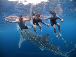 文章_菲律賓親子遊學 , 說走就走_旅遊潛水