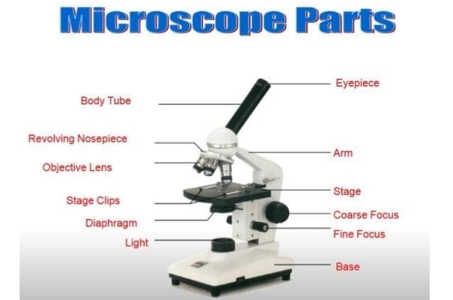 頁面_馬來西亞英語科學營_顯微鏡教學