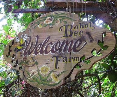 文章_薄荷島景點推薦_Bohol Bee Farm